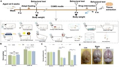 VGLUT2 may improve cognitive function in depressed rats by protecting prefrontal cortex neurons